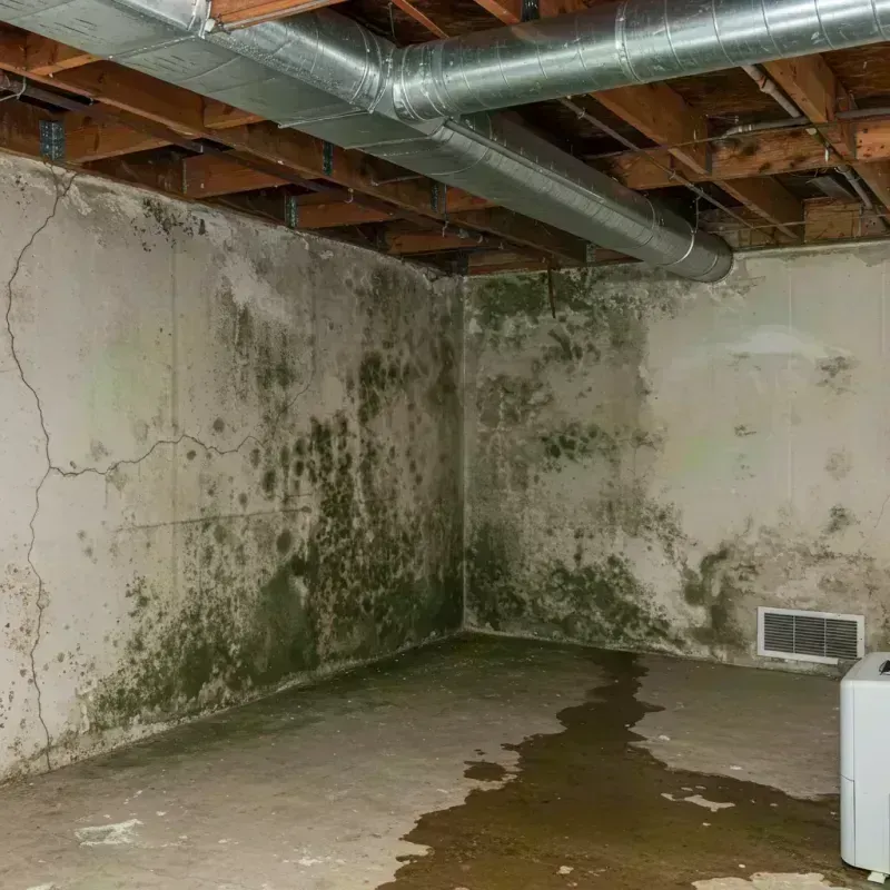 Professional Mold Removal in Gatesville, TX